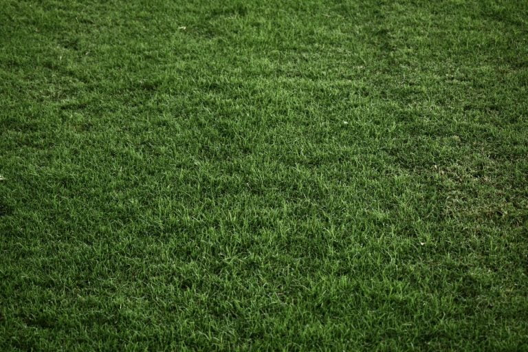 Celebration Bermuda Top