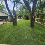 Yard with newly installed grass