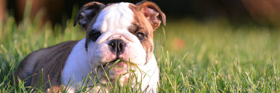 english bulldog puppy laying down eating the grass