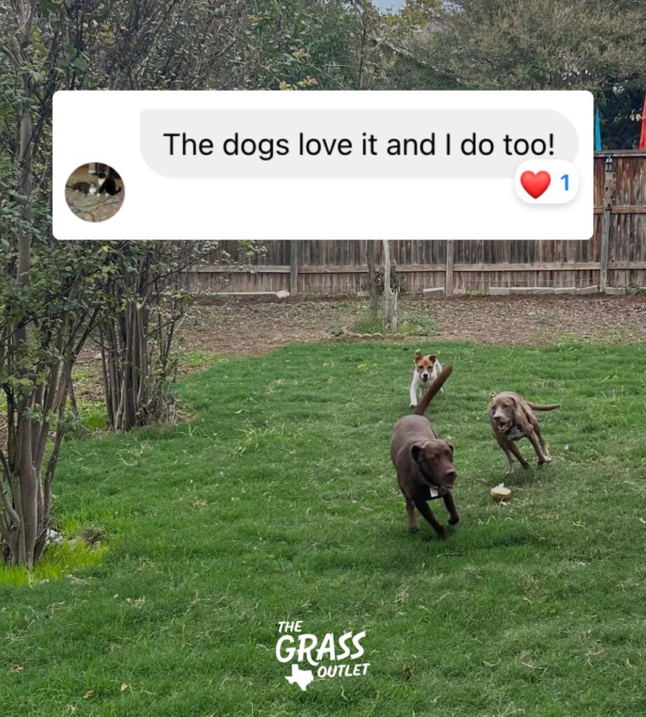 Is Grass Good For Dogs