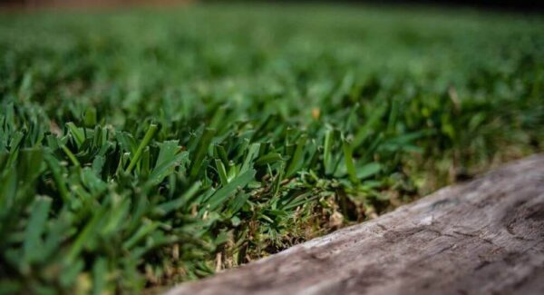 Palmetto Grass Zoomed