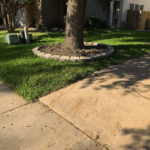 Freshly installed Texas Native St. Augustine