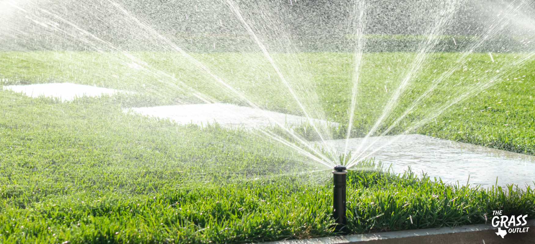 Watering lawn with sprinkler