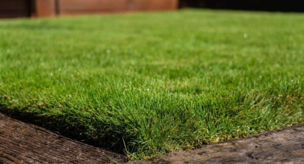 Zeon Zoysia