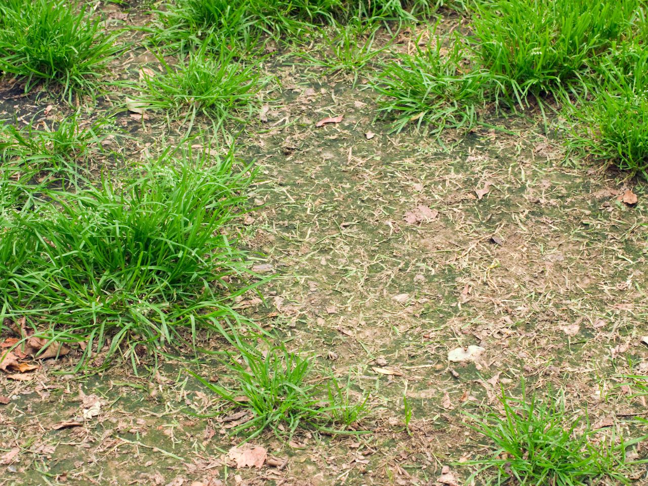 brown patch
