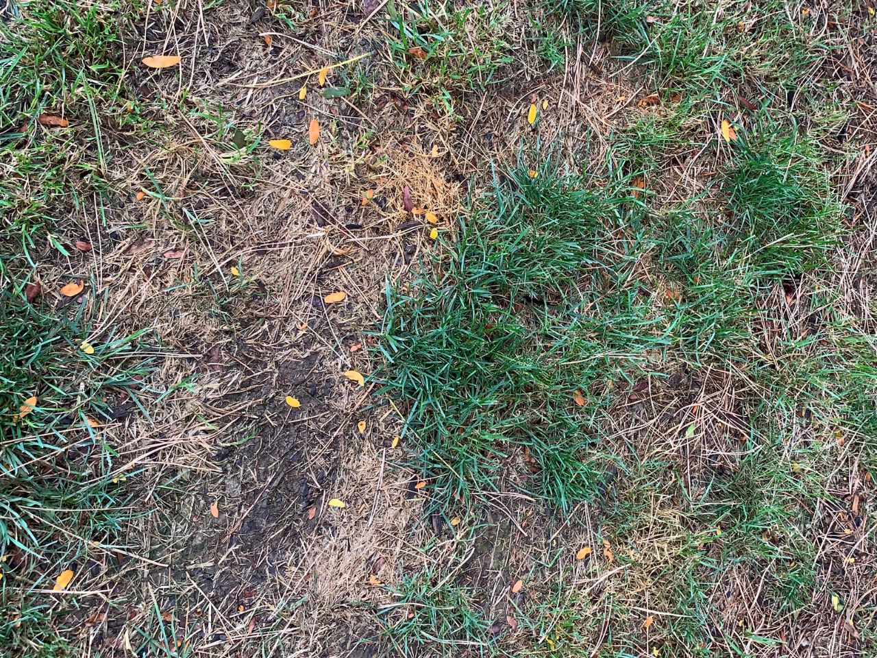 brown patch