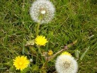 dandelion weed 2