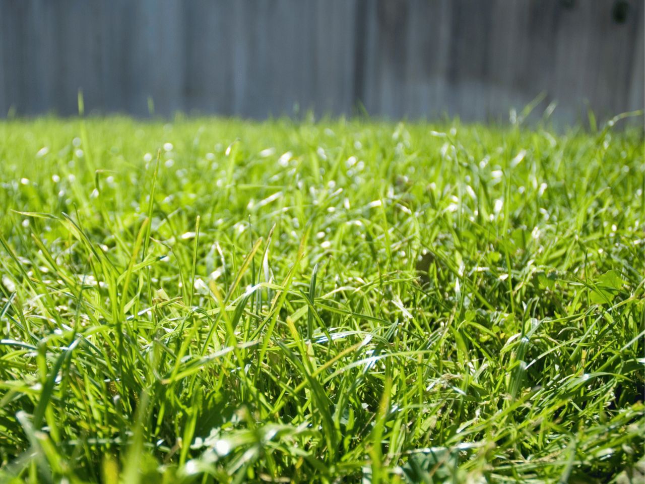 What is the best warm season grass?