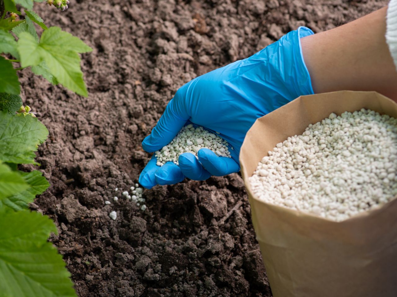 lawn fertilization - The Grass Outlet - Texas