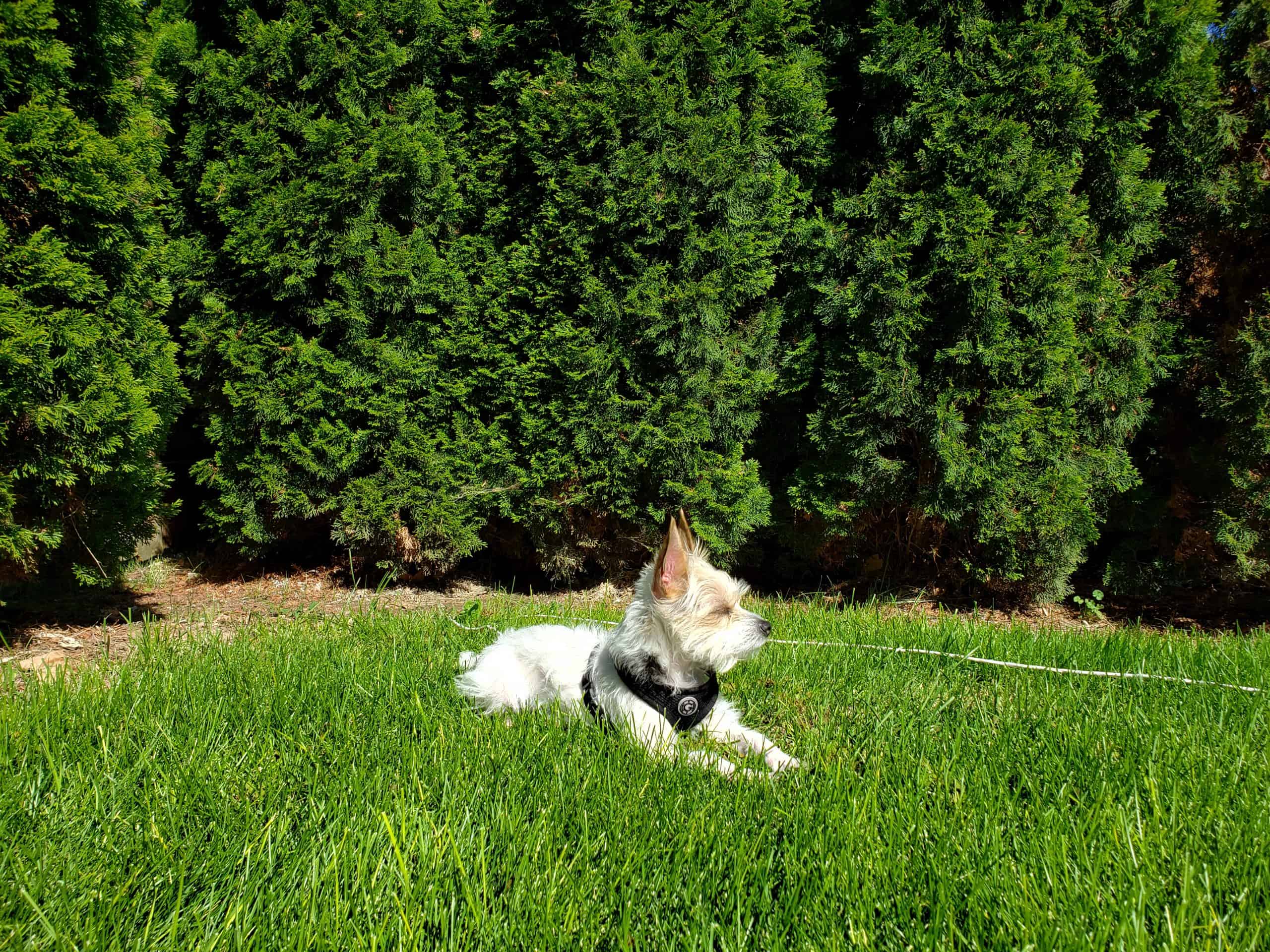 Warm Season Grass in the Winter