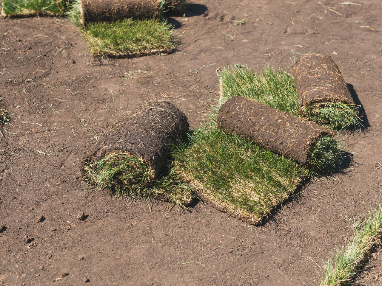 sod planting
