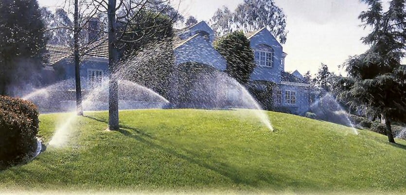 texas grass for sale