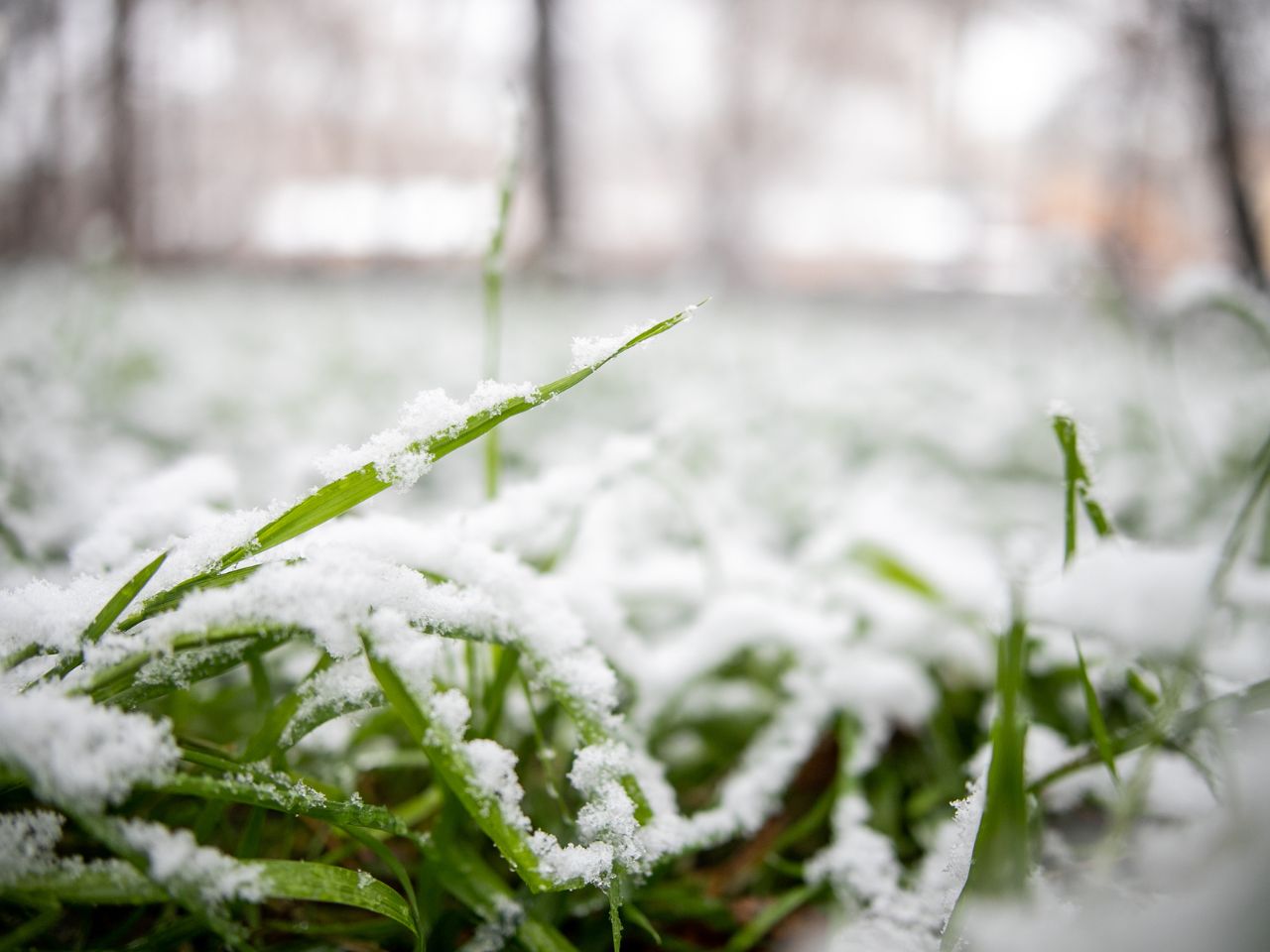 tiger stripes on warm season grass